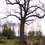 Die Esche auf dem Friedhof Goddelau im Dezember 2024 – deutlich ist rechts am Kronenansatz der Rest des beim Sturm 2020 abgebrochenen Asts zu erkennen. Foto: Matthias Harnisch