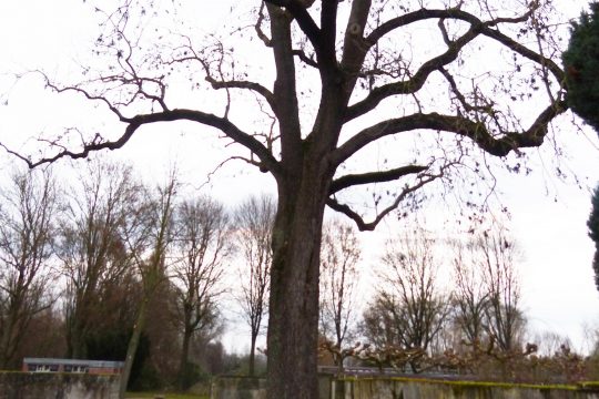 Die Esche auf dem Friedhof Goddelau im Dezember 2024 – deutlich ist rechts am Kronenansatz der Rest des beim Sturm 2020 abgebrochenen Asts zu erkennen. Foto: Matthias Harnisch