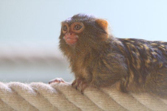 Kleines Äffchen im Zoo Vivarium. Foto: Arthur Schönbein