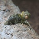 Kleines Äffchen im Zoo Vivarium. Foto: Arthur Schönbein
