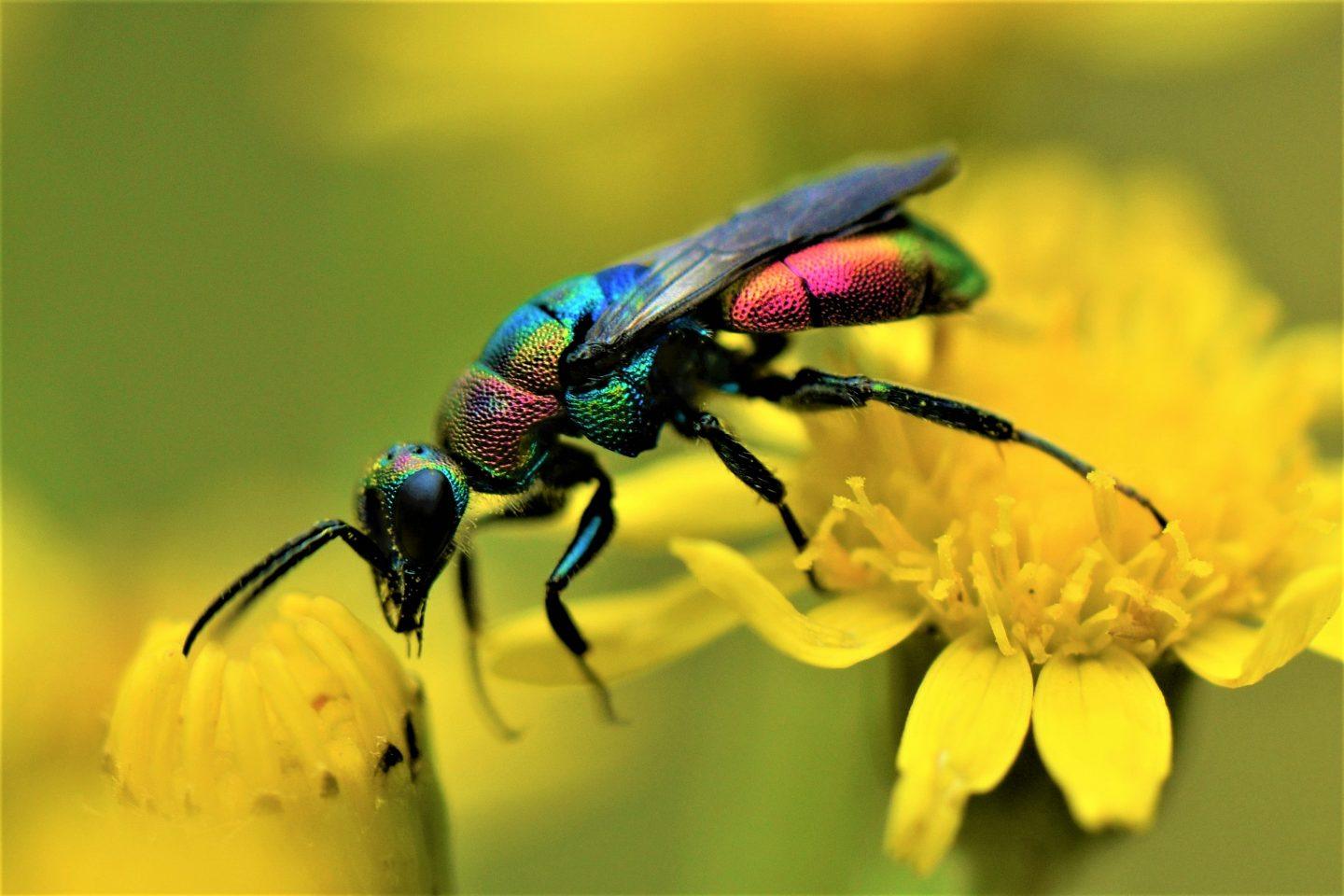 Platz Erwachsene: Bunte Goldwespe (Hedychrum rutilans) im Postsiedlungs-Biotop in Darmstadt Foto: Jan Becker