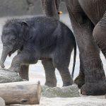 Elefantenbaby im Kölner Zoo. Foto: Arthur Schönbein