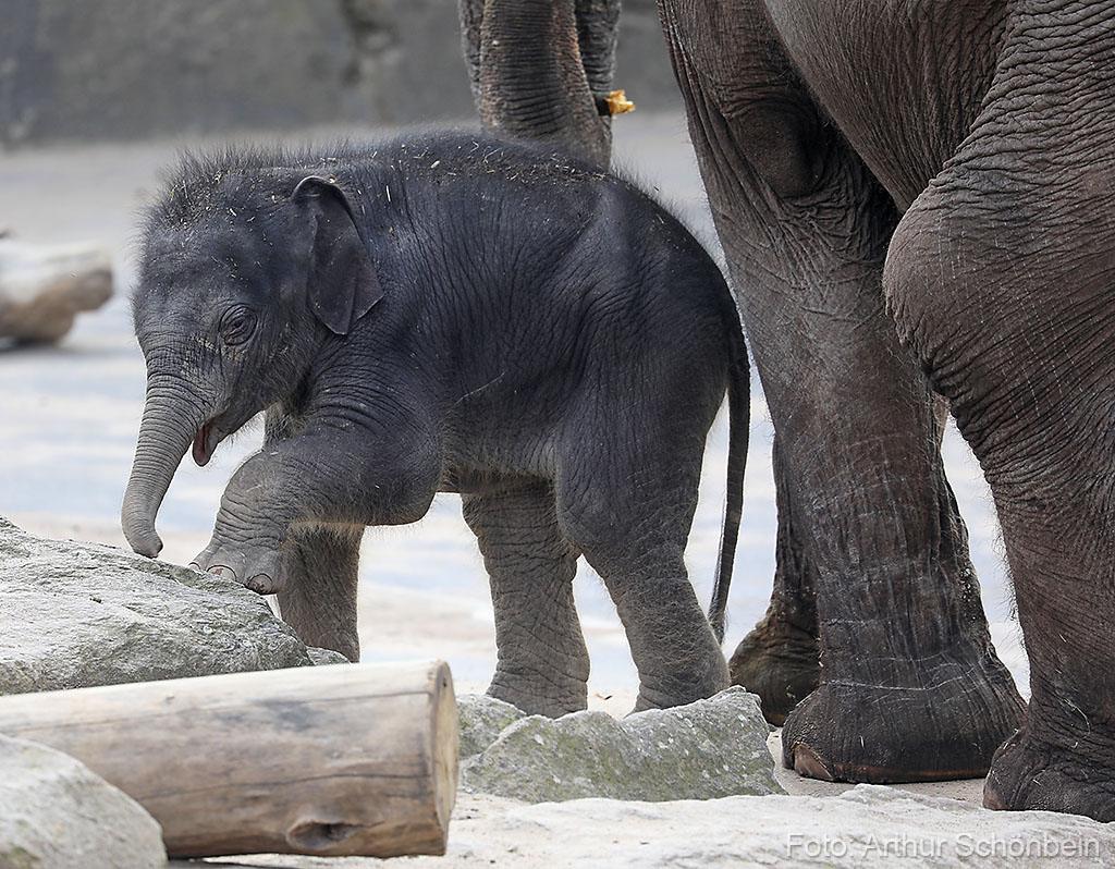 Elefantenbaby im Kölner Zoo. Foto: Arthur Schönbein