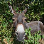Esel zurück aus dem Winterquartier. Foto: Presse Griesheim