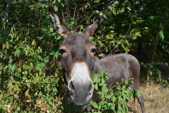 Esel zurück aus dem Winterquartier. Foto: Presse Griesheim