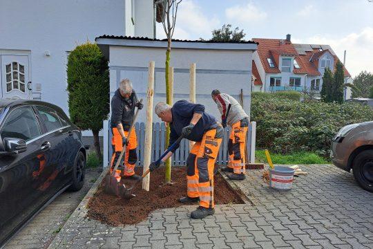 Baumpflanzung in der Viktoriastraße. Foto: Presse Griesheim