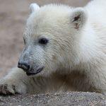 Foto: Arthur Schönbein