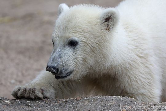 Foto: Arthur Schönbein