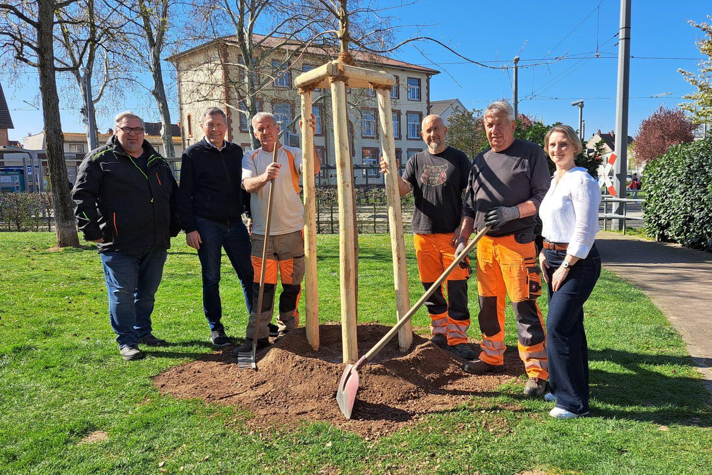 Pflanzung-Freundschaftsbaum in Griesheim Foto: Stadt-Griesheim