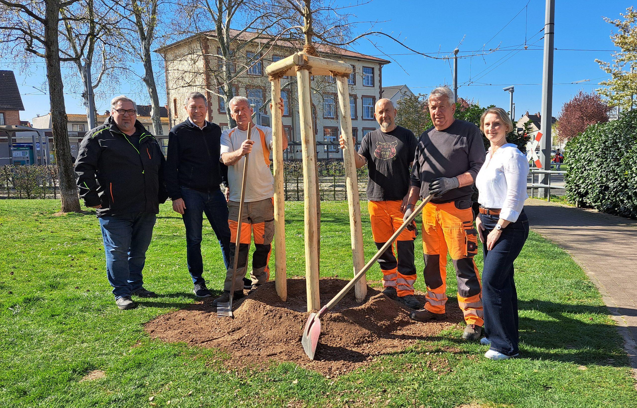 Pflanzung-Freundschaftsbaum in Griesheim Foto: Stadt-Griesheim