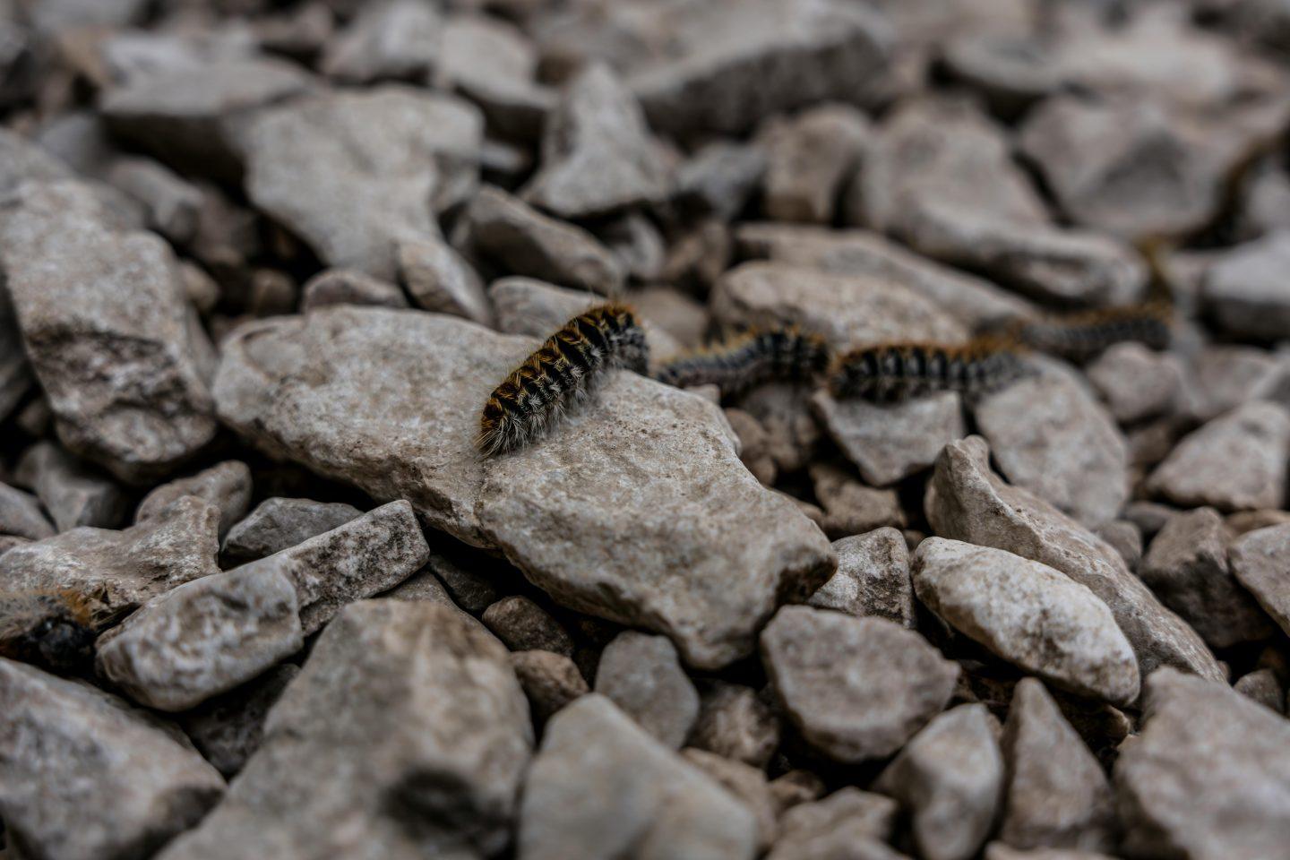 Eichenprozessionsspinner