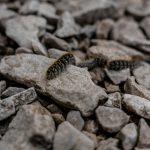 Eichenprozessionsspinner