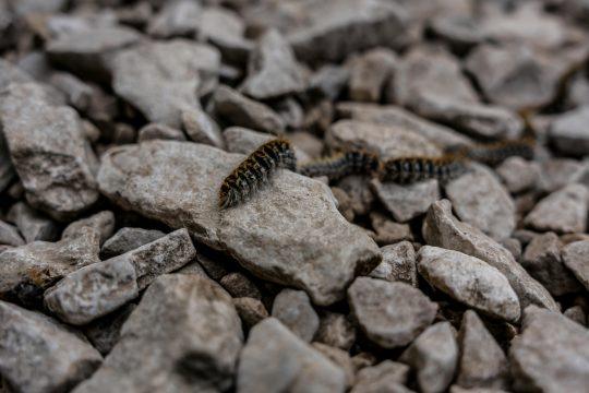 Eichenprozessionsspinner