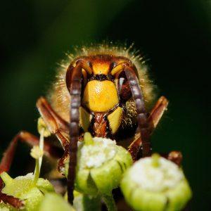 Das Foto zeigt eine Hornisse. Bildrechte: Herbert Zettl