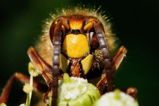 Das Foto zeigt eine Hornisse. Bildrechte: Herbert Zettl