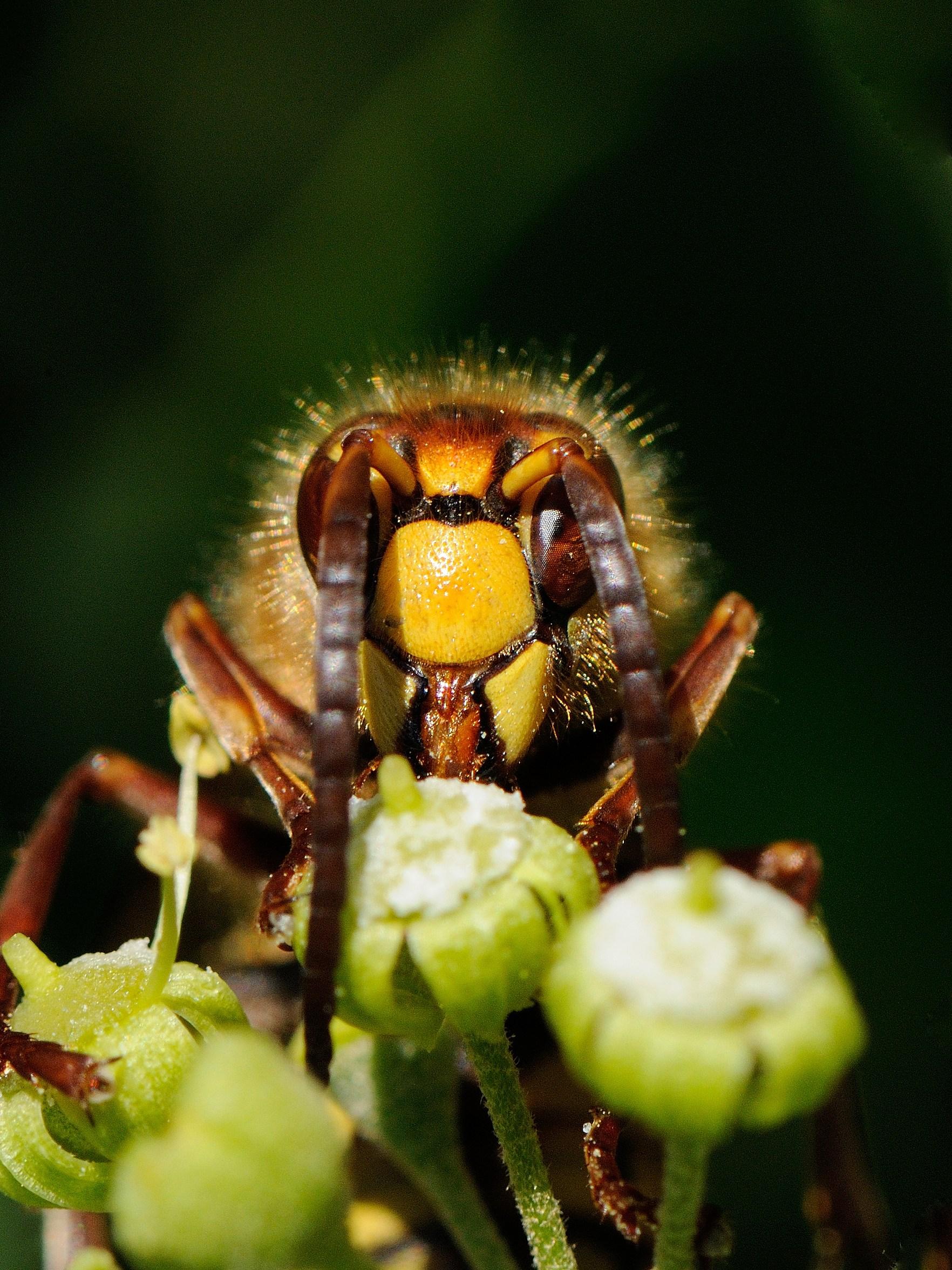 Das Foto zeigt eine Hornisse. Bildrechte: Herbert Zettl