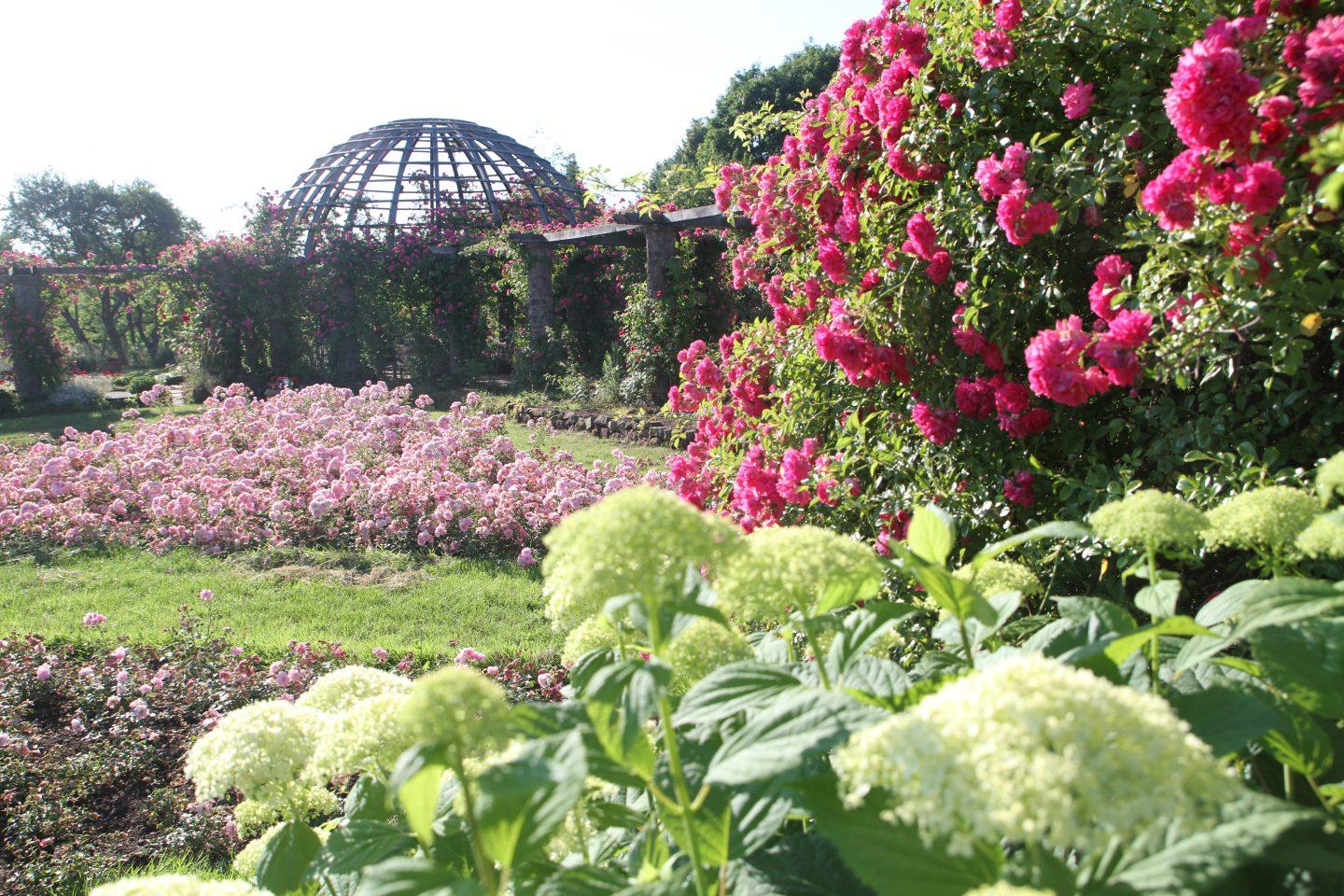Rosenhöhe Rosarium Foto: Arthur Schönbein