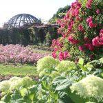 Rosenhöhe Rosarium Foto: Arthur Schönbein
