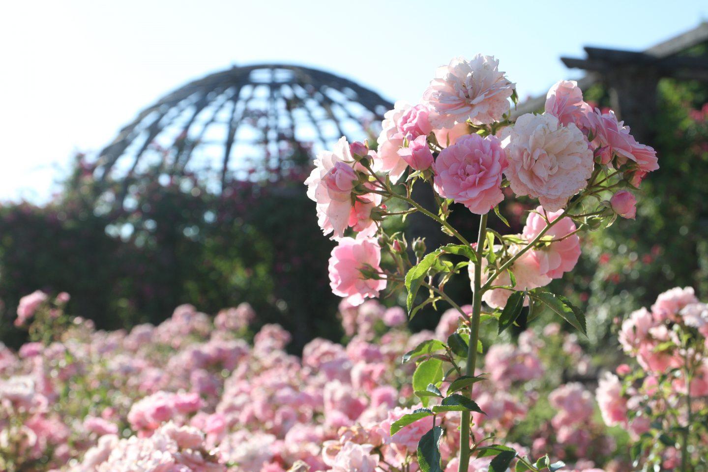 Rosenhöhe Rosarium Foto: Arthur Schönbein