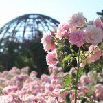 Rosenhöhe Rosarium Foto: Arthur Schönbein