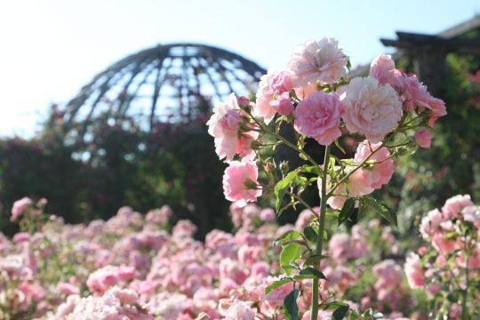 Rosenhöhe Rosarium Foto: Arthur Schönbein