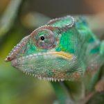 Foto: Pantherchamäleon. Bildquelle: Zoo Vivarium, R. Mink