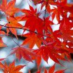 Baum Blätter Laub Herbst