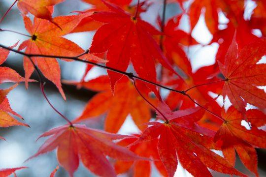 Baum Blätter Laub Herbst
