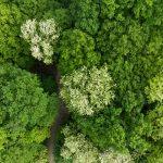 Wald Bio Natur Bäume