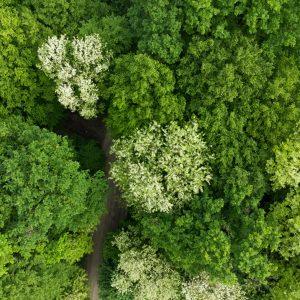 Wald Bio Natur Bäume