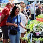Auch Pflanzen werden wieder wie hier im Vorjahr zum vielfältigen Angebot es Ökomarkts gehören. Archivfoto: Stadt Riedstadt